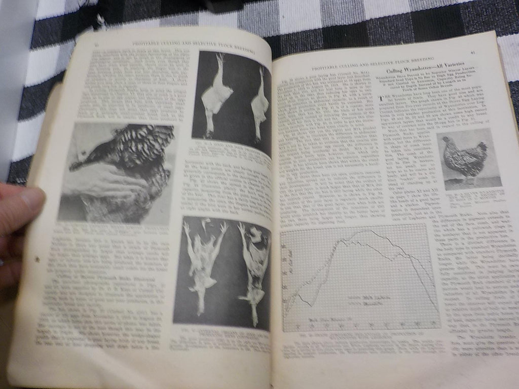 Profitable Culling and Selective Flock Breeding — Antique Poultry Farming Paperback, circa 1900s