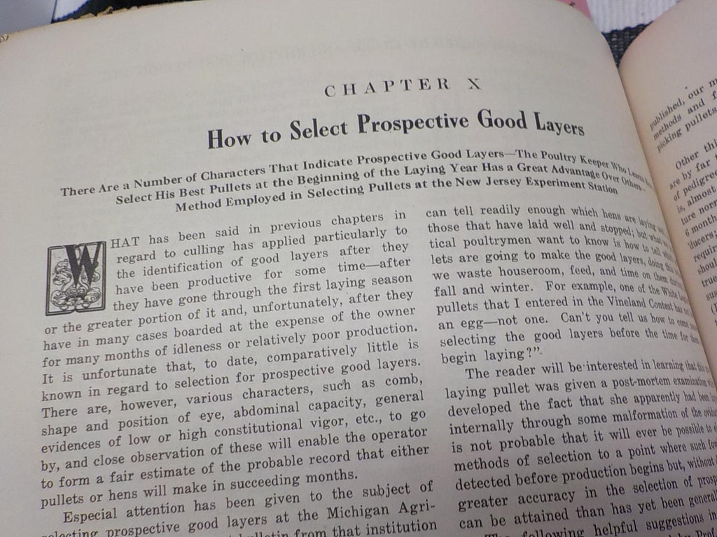 Profitable Culling and Selective Flock Breeding — Antique Poultry Farming Paperback, circa 1900s