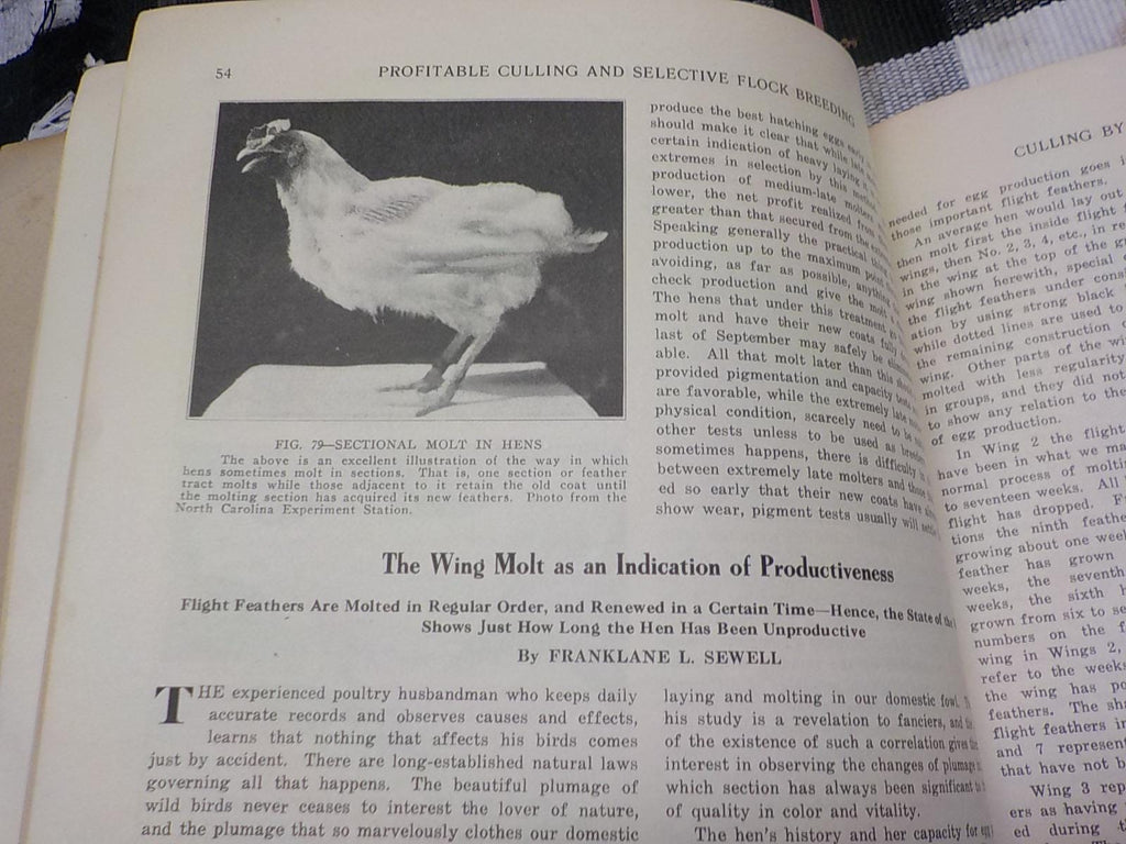 Profitable Culling and Selective Flock Breeding — Antique Poultry Farming Paperback, circa 1900s