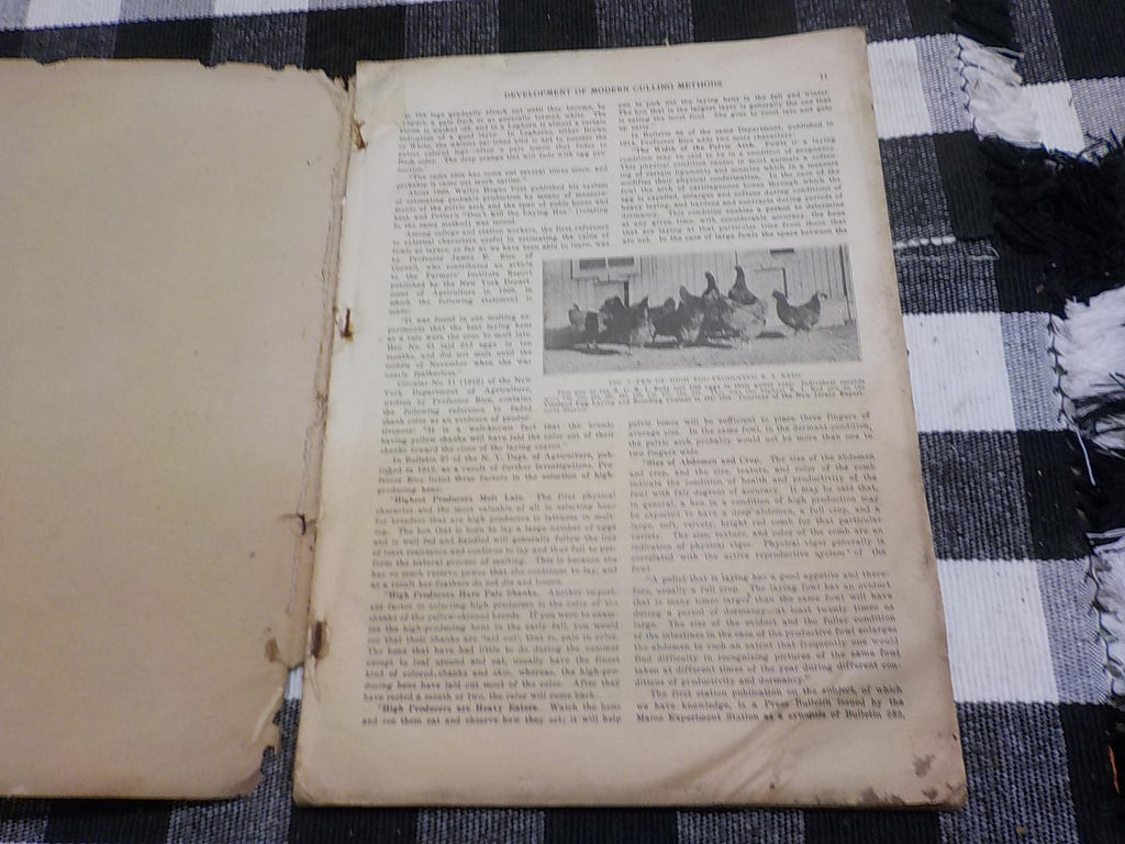 Profitable Culling and Selective Flock Breeding — Antique Poultry Farming Paperback, circa 1900s